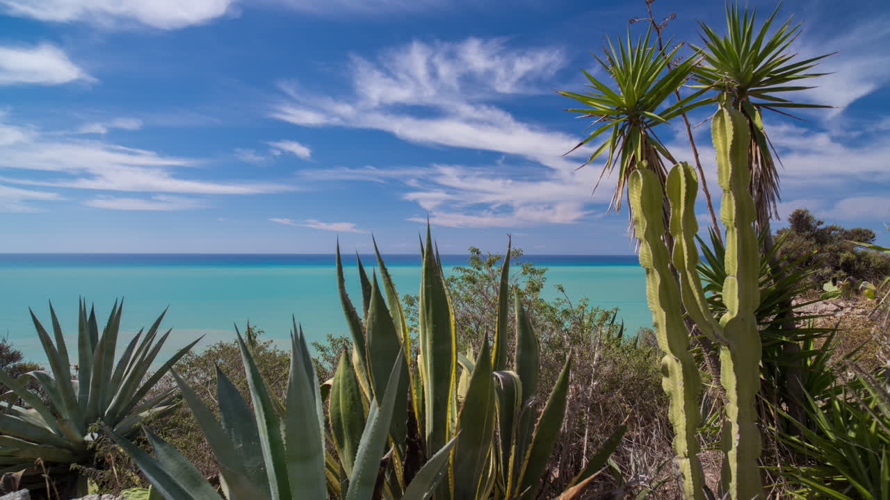 시칠리아 cactustl 4k 00