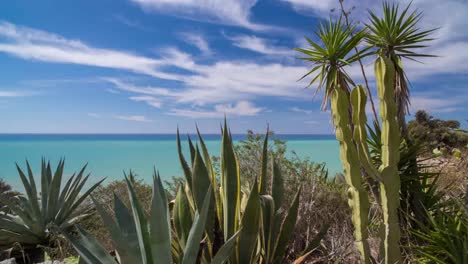 cactus sicilia 4k 00