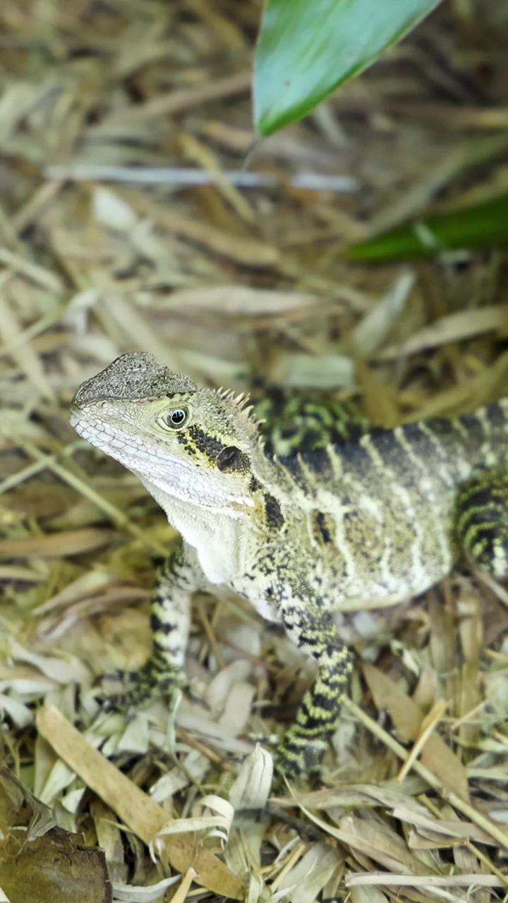 Una lucertola drago d'acqua australiana riposa vigile su un letto di pacciame secco e foglie.