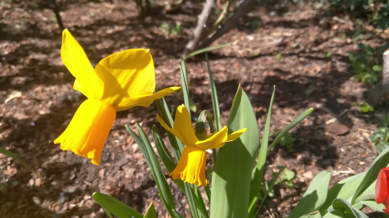 Close-up of a yellow flowering narcissus flower