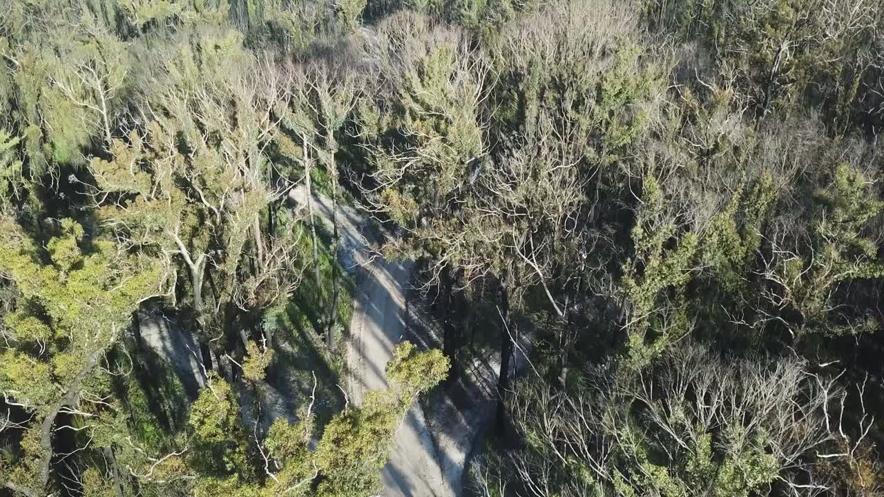 오스트레일리아 빅토리아주 말라쿠타 근처에서 산불로 타버린 지 1년 후 유칼립투스 나무를 복구하는 캐노피의 상승 및 패닝 드론 뷰