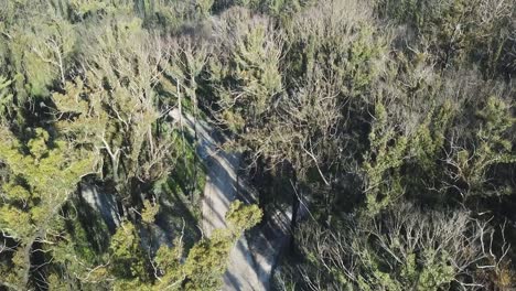 rising and panning down drone view of canopies of recovering eucalypt trees one year after being burnt by wildfire near mallacoota, victoria, australia