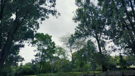 Tranquil-Park-Landscape-with-trees-everywhere