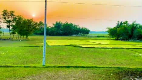 Rice-paddies-in-green-rural-farmland-with-a-backdrop-of-sunset-taken-from-a-moving-vehicle