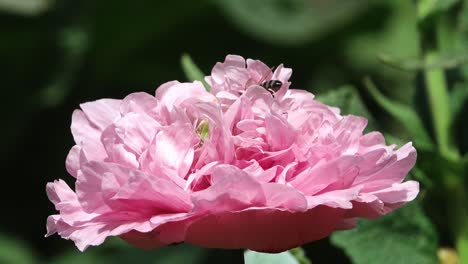 honey bee delving into a annual pink poppy. in an english garden