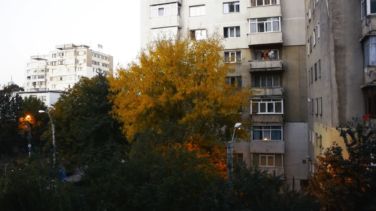 View of brightly coloured orange tree in the city in front of an apartment block