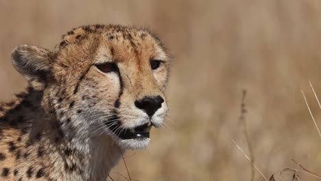 a close up of a cheetah's head turning and looking into the distance, kruger national park