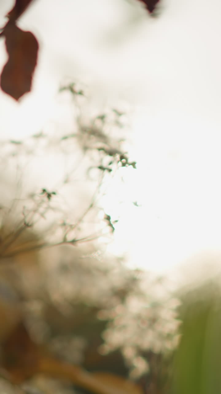 Primo piano di delicate foglie autunnali che ondeggiano nella brezza, illuminate dalla calda luce del sole; uno sfondo morbido e sognante esalta la tranquillità della natura, mostrando i dettagli del fogliame che si muove dolcemente nel vento.