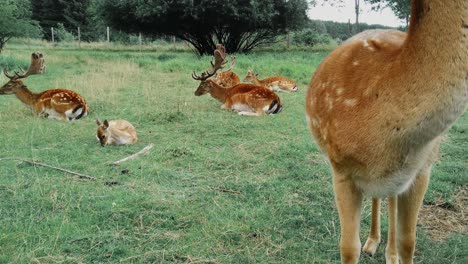 Close-up-of-fallow-deer-in-a-field-with-a-fawn-sitting-down-as-a-buck-feeds-nearby