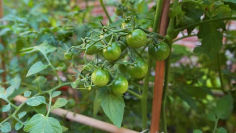 a tomato plant supported with a stick, with a bunch of green cherry tomatoes