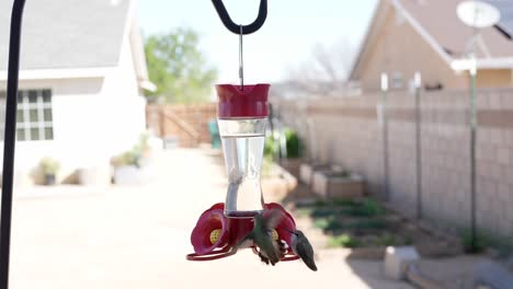 Female-black-chinned-hummingbirds-at-a-backyard-hummingbird-feeder-in-slow-motion