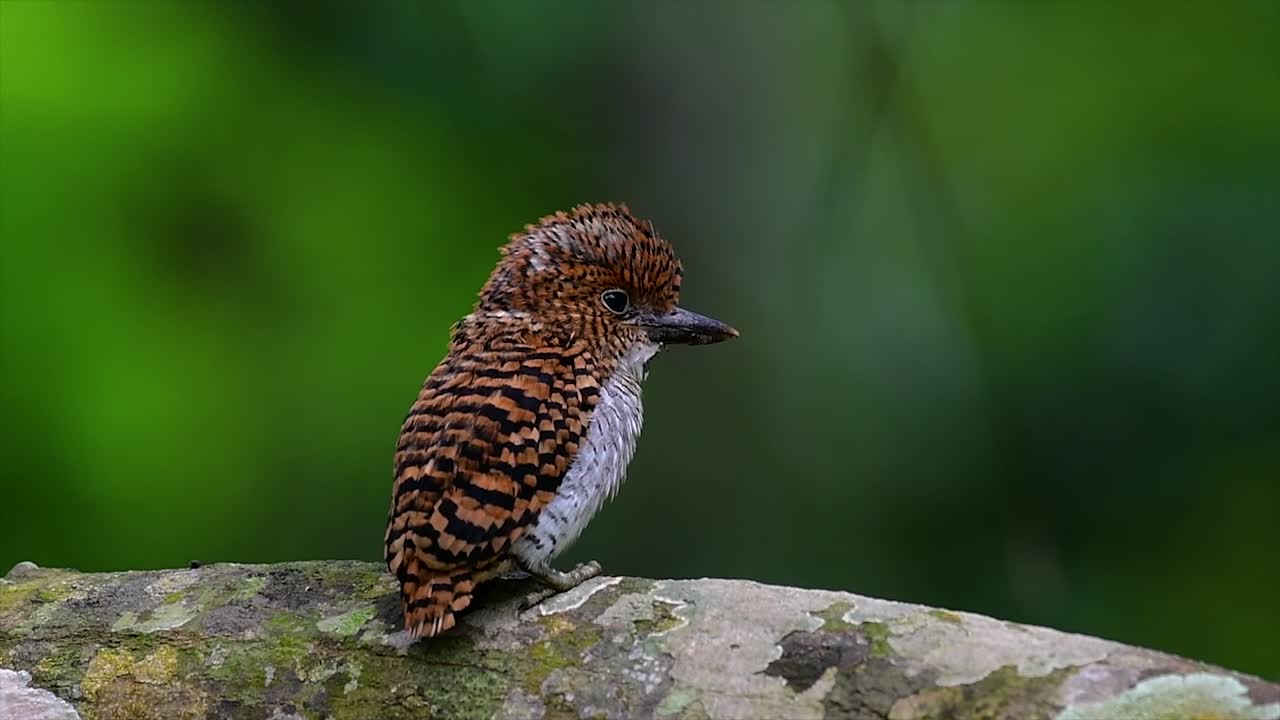 un martín pescador de árboles y una de las aves más hermosas que se encuentran en tailandia dentro de las selvas tropicales