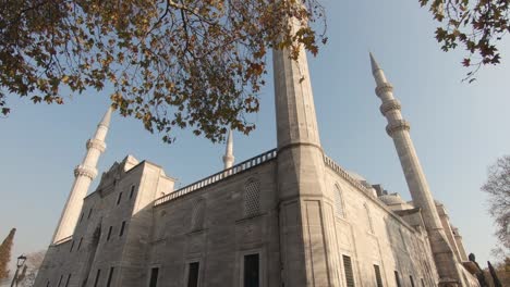 tilt down from huge tree revealing magnificent suleymaniye mosque, istanbul. turkey