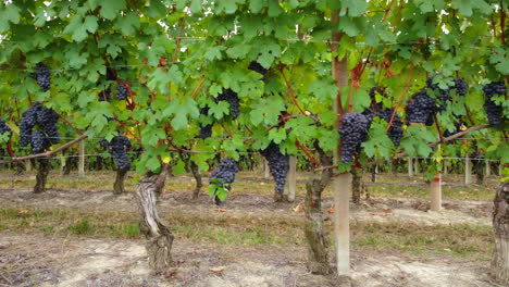 Red-ripe-grapes-in-vineyards-agricultural-field,-wine-production-farming