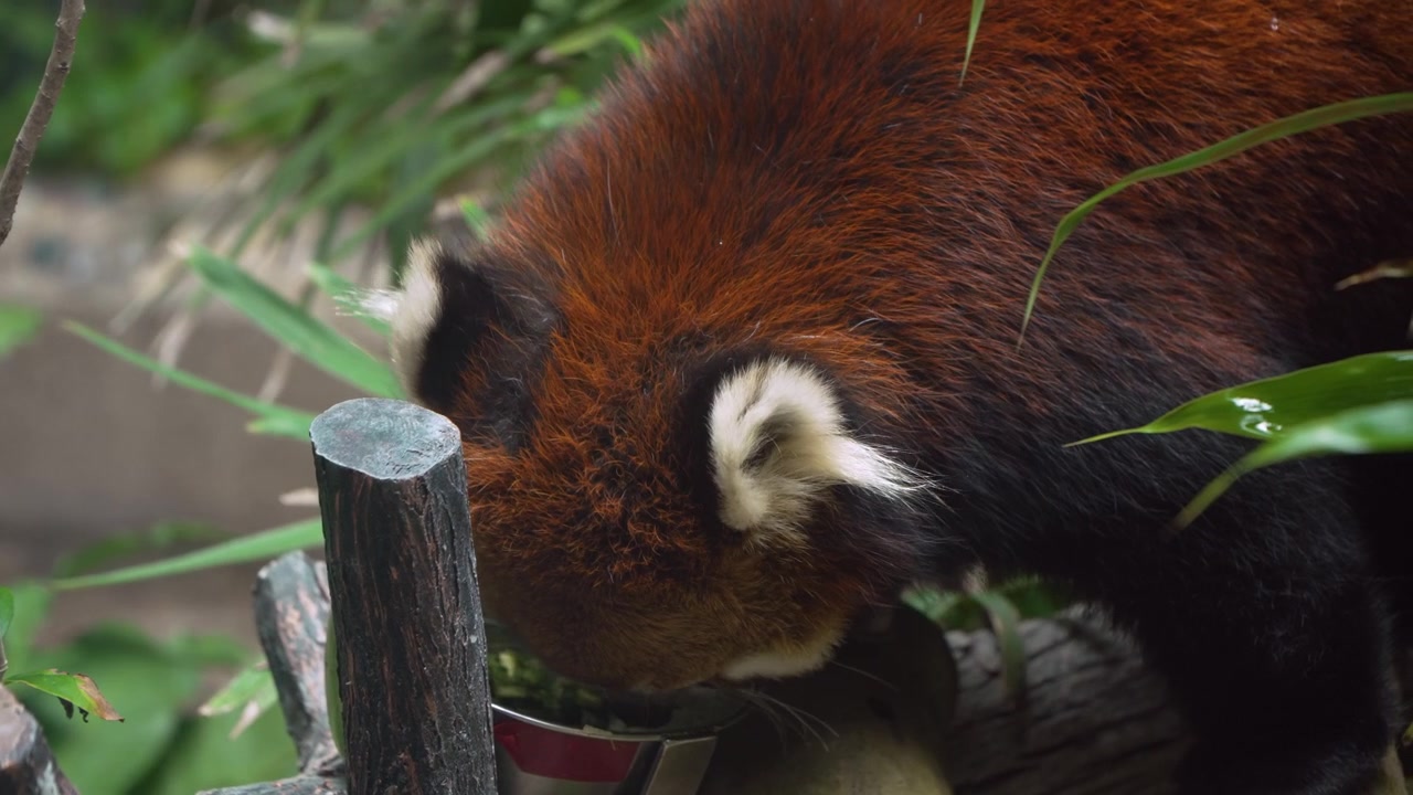 Detailní záběr na pandu červenou (Ailurus fulgens), jak jí čerstvou zeleninu z kovové misky na krmení, s viditelnými bílými chomáčky chlupů na uších a červenohnědou srstí. Ocean Park Hongkong.