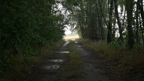 Nasse-Straße-Am-Waldrand-Nach-Starkem-Regen