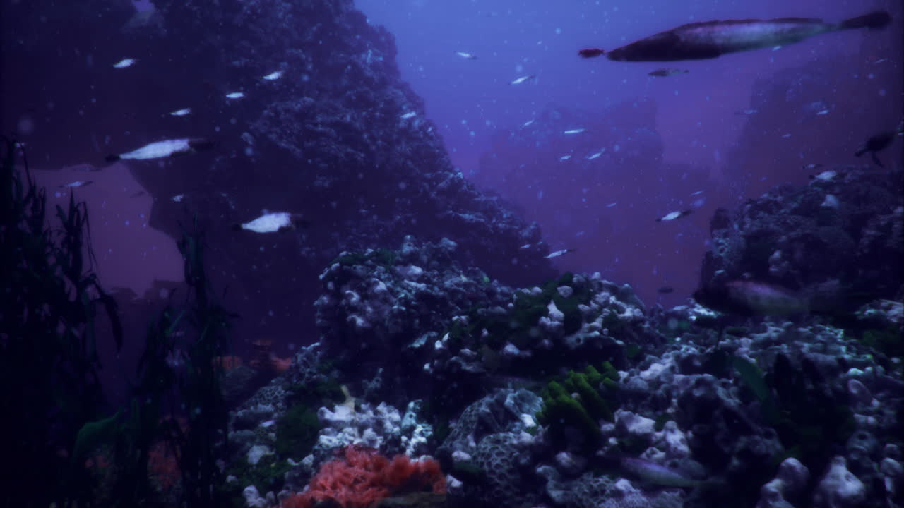 Underwater adventure reveals vibrant marine life in a coral reef