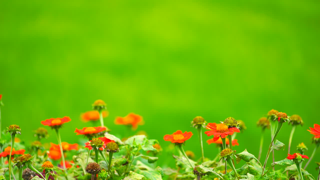 Red flower on green field background.