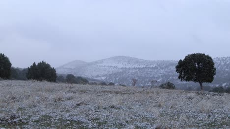 winter snowy landscape in a snowfall with some trees