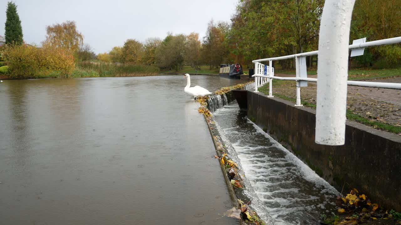 Swan sitting on rainy flowing British canal overflow scenic waterway dolly right