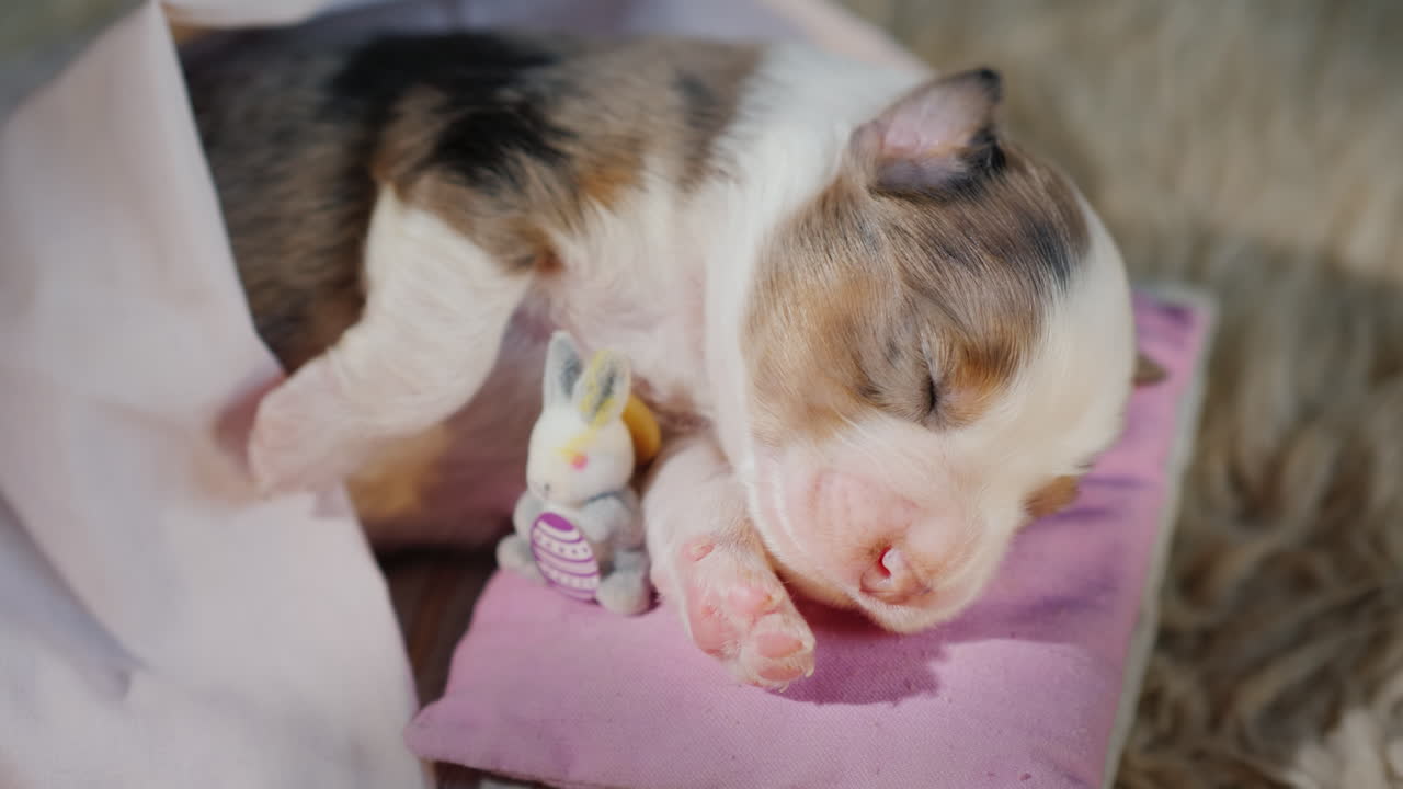 lindo cachorro recién nacido duerme en la cama 04