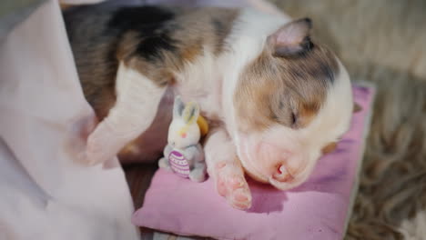 cute newborn puppy sleeps in bed 04