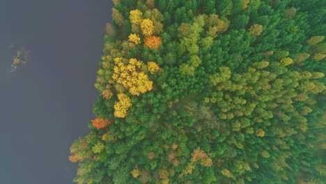 Aerial-drone-bird's-eye-view-over-a-lake-with-dense-forest-and-green-grasslands-at-daytime