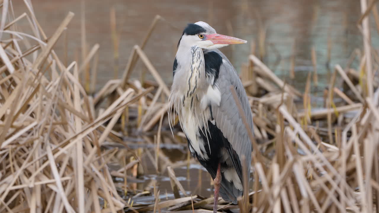 heron gris de cerca de pie en el lago reed