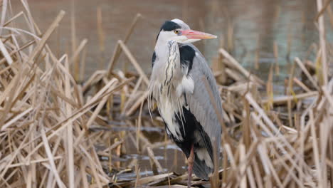 grauer reiher steht in der nähe des see-reed