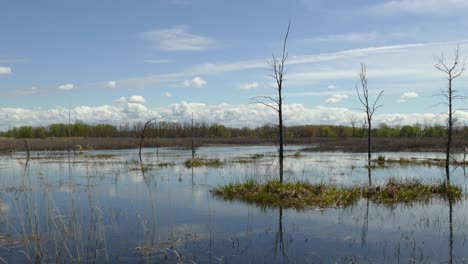 sky reflection on wetland water, tranquil environment scene, low, panning