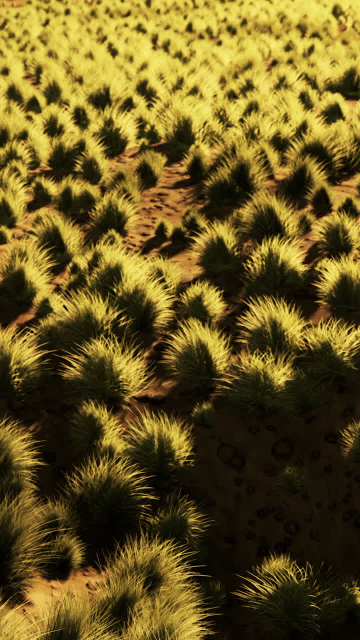 close up de la hierba en un campo