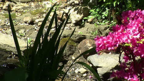 Azaleas-E-Iris-Crecen-En-La-Orilla-Rocosa-De-Un-Pequeño-Arroyo