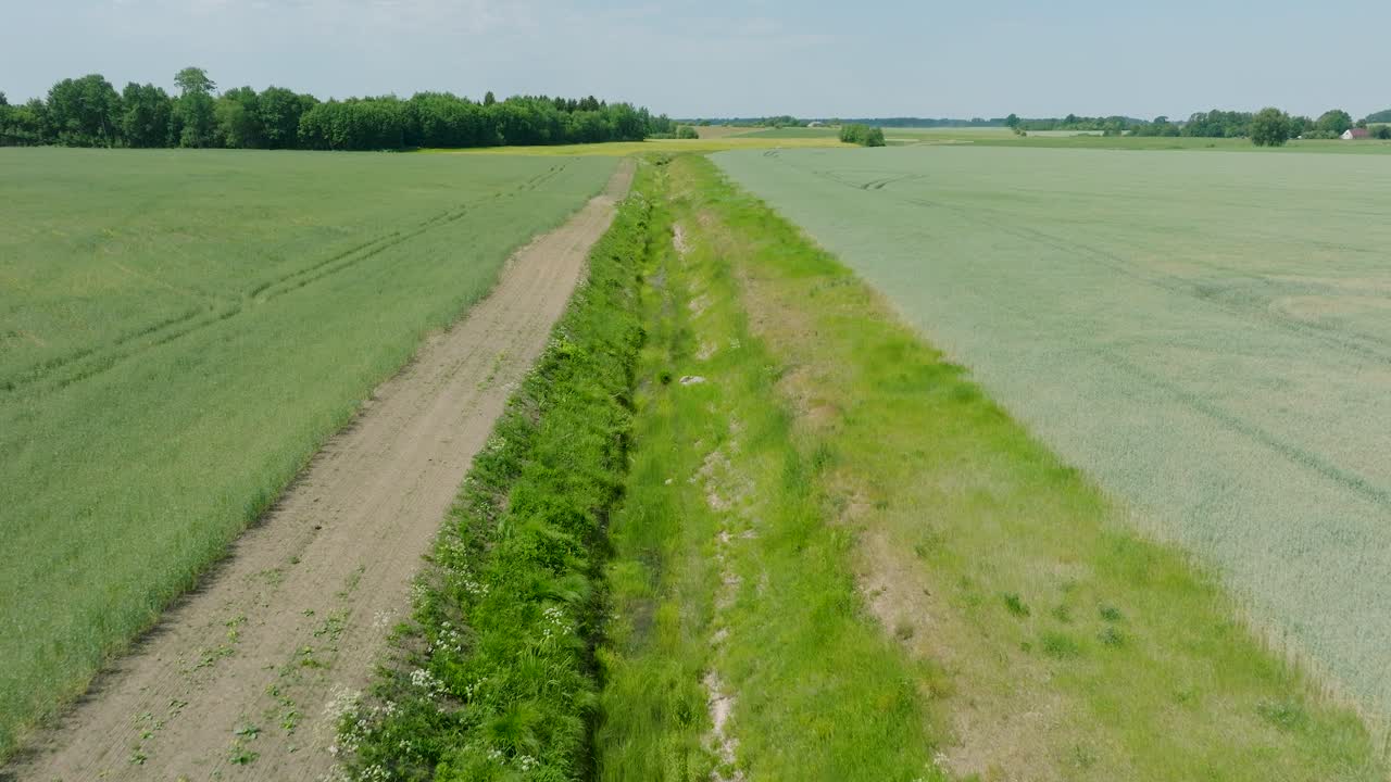 vista aérea de un campo de cereales en maduración, agricultura orgánica, paisaje rural, producción de alimentos y biomasa para un manejo sostenible, día soleado de verano, toma amplia de un avión no tripulado avanzando