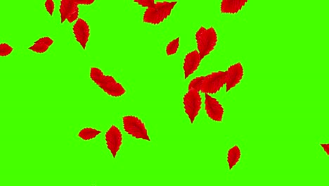 autumn leaves falling loop, green screen chroma key