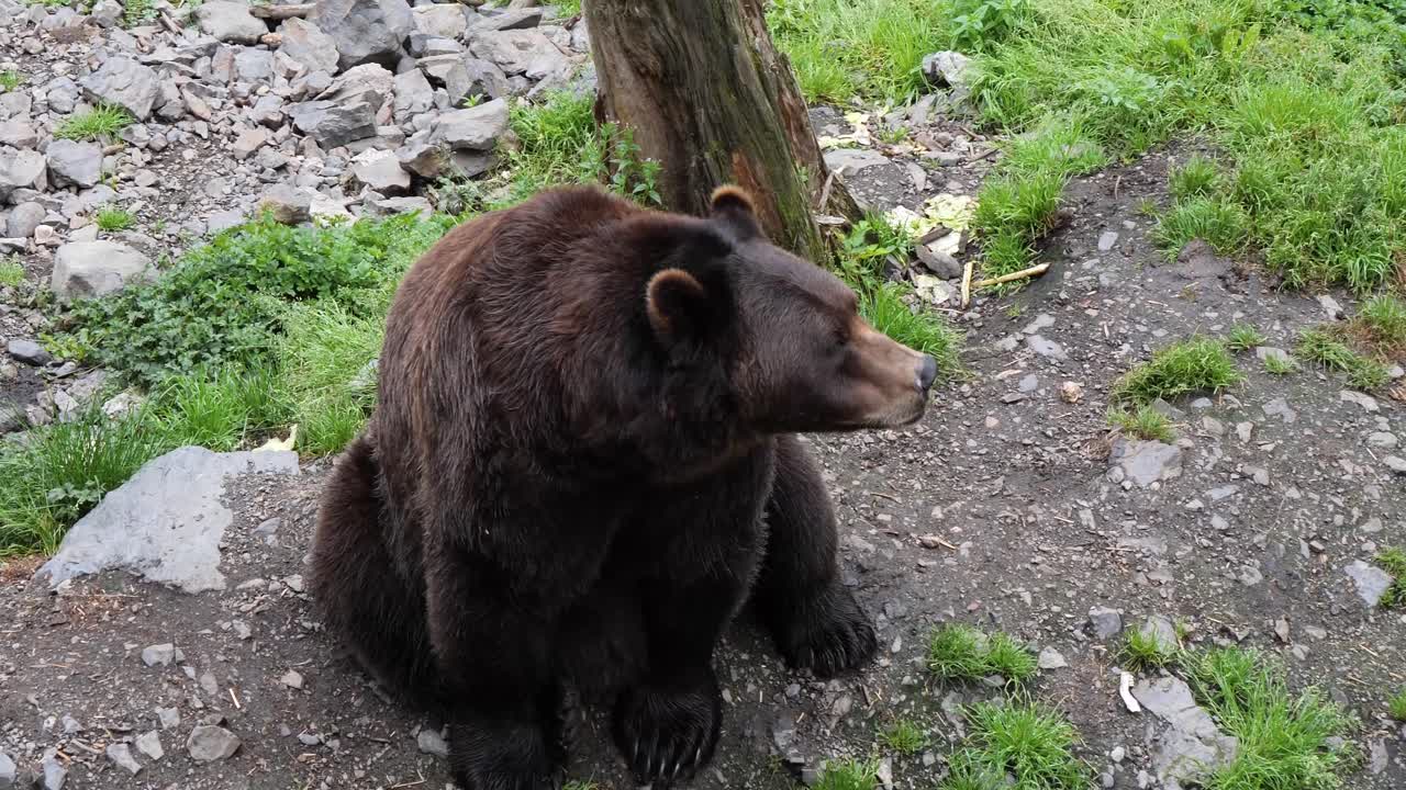 movimiento lento de un oso marrón masticando, alaska