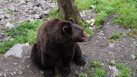 Slow-motion-of-a-Brown-Bear-chewing,-Alaska