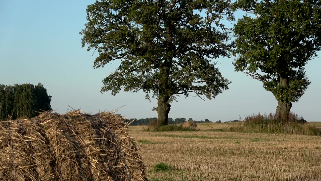 Querce e balle di paglia su un campo di grano mietuto