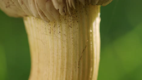 macro shot of the stem of a chanterelles mushroom growing in a garden