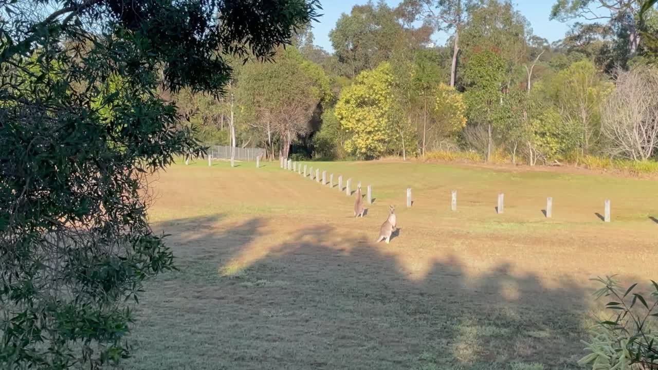 Wild Kangaroos chilling in the morning on a field in Australia