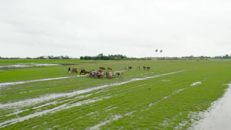 Pastoreo-De-Ganado-Por-Agricultores-En-Un-Campo-Agrícola-Húmedo