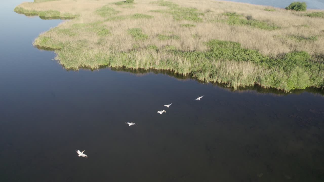 pájaros pelicanos volando sobre un hermoso lugar desde el delta del danubio, rumania