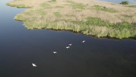 Pelicans-birds-flying-over-a-beautiful-place-from-Danube-Delta,-Romania