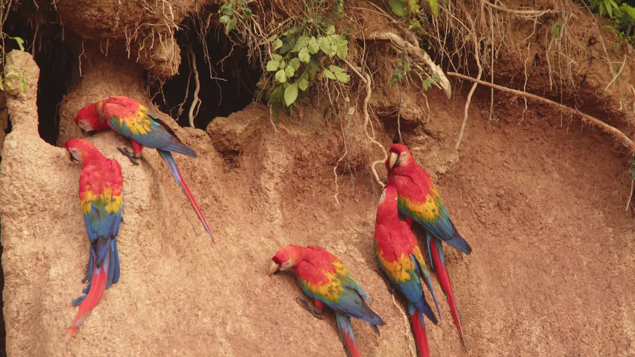 las arañas escarlata se abalanzan sobre la arcilla de arcilla, sus vibrantes plumas chocan mientras se empujan por el espacio en chuncho