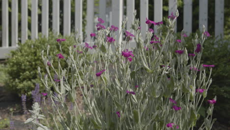 magenta rose campion flowers move on a windy day in a garden nature scene