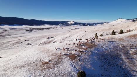 Drohne-Aus-Der-Luft,-Die-Eine-Elchherde-Auf-Einem-Schneebedeckten-Berghang-Umkreist