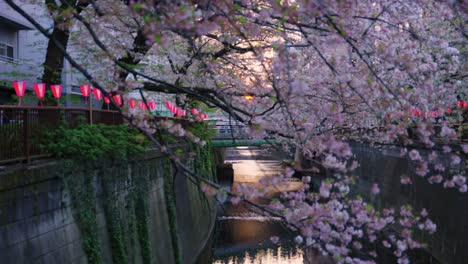Tokio-Viertel-Nakameguro,-Sonnenuntergang-Filtert-Durch-Sakura-Im-Frühling
