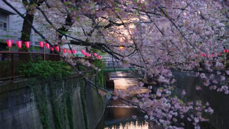 Barrio-De-Tokio-Nakameguro,-La-Puesta-De-Sol-Se-Filtra-A-Través-De-Sakura-En-Primavera