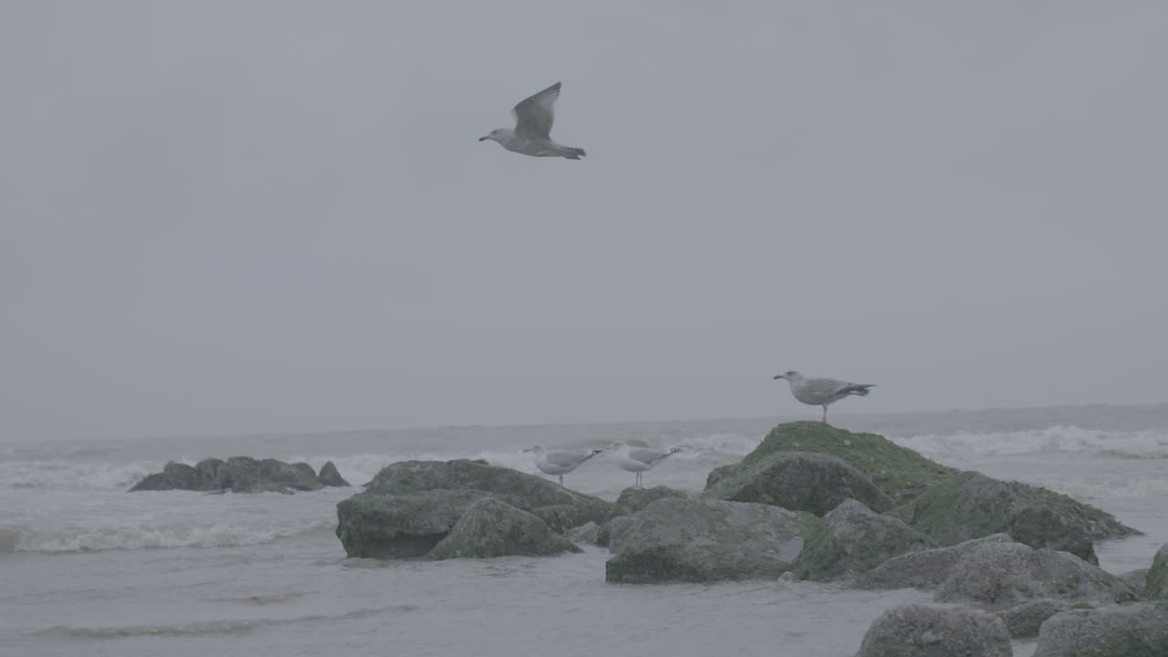 흐린 날 통나무에 해변 근처의 벨기에 바다 위를 날고 있는 갈매기