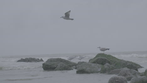 Gaviotas-Volando-Sobre-El-Mar-Belga-Cerca-De-La-Playa-En-Un-Registro-De-Día-Nublado