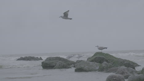 möwen fliegen an einem bewölkten tag über das belgische meer in strandnähe